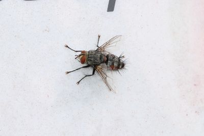 insects_and_spiders