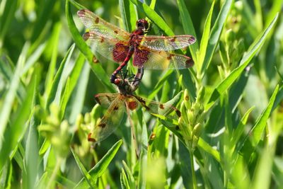 dragonflies_and_damsels