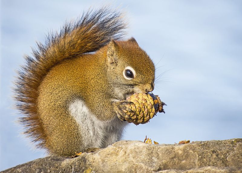 Red Squirrel