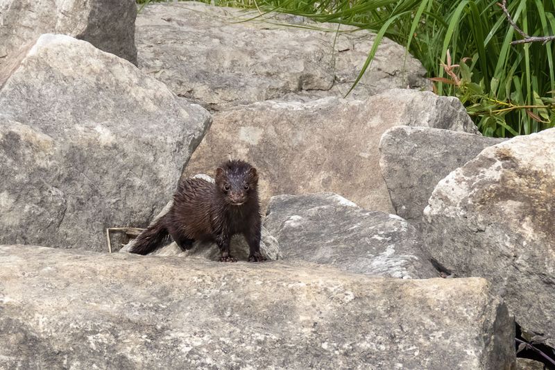 Mink (3 photos)