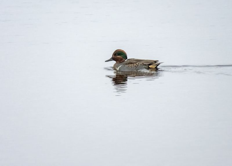 Green-winged Teal
