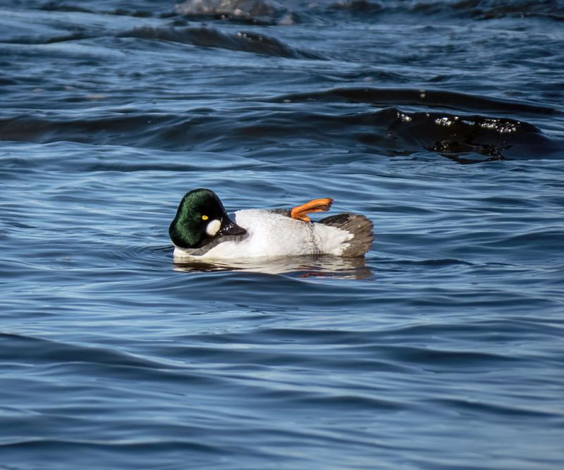 Common Goldeneye