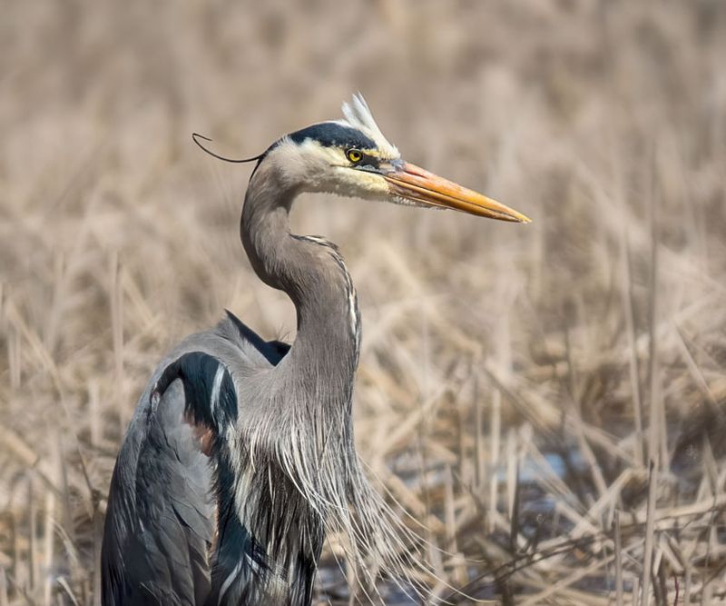Great Blue Heron