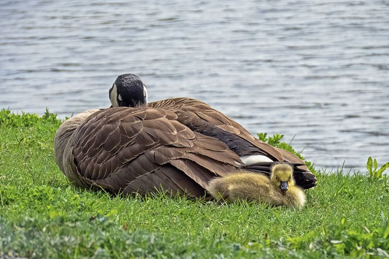 Canada Goose & Gosling