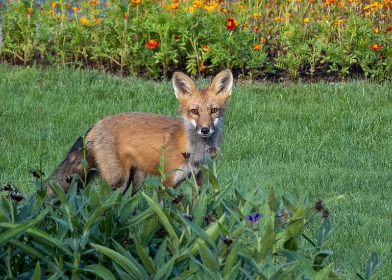 Red Fox