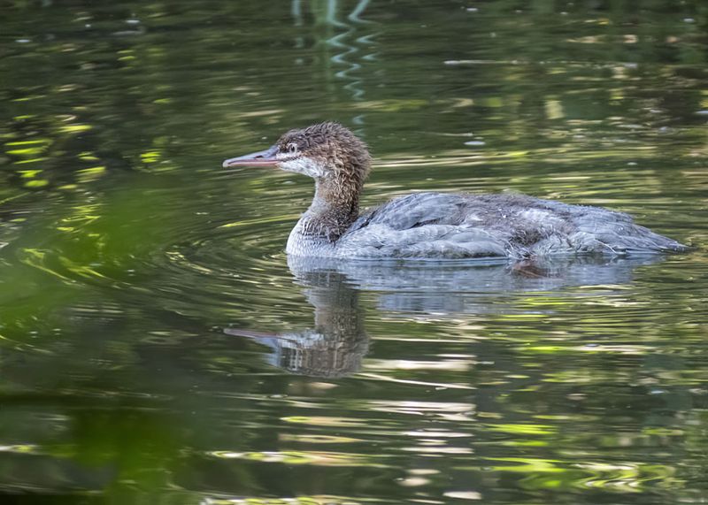 Common Merganser