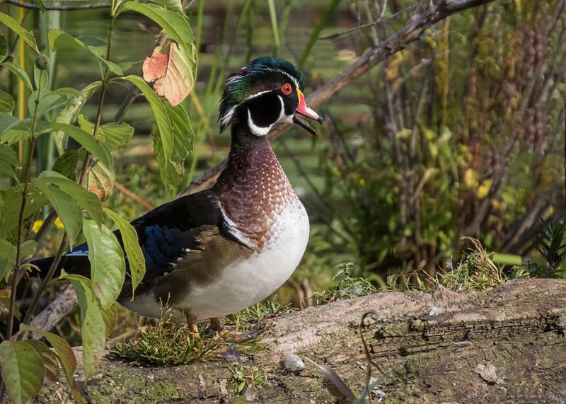 Wood Duck