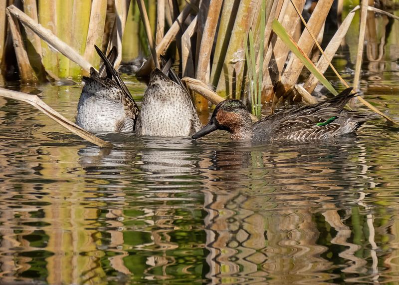 Green-winged Teals