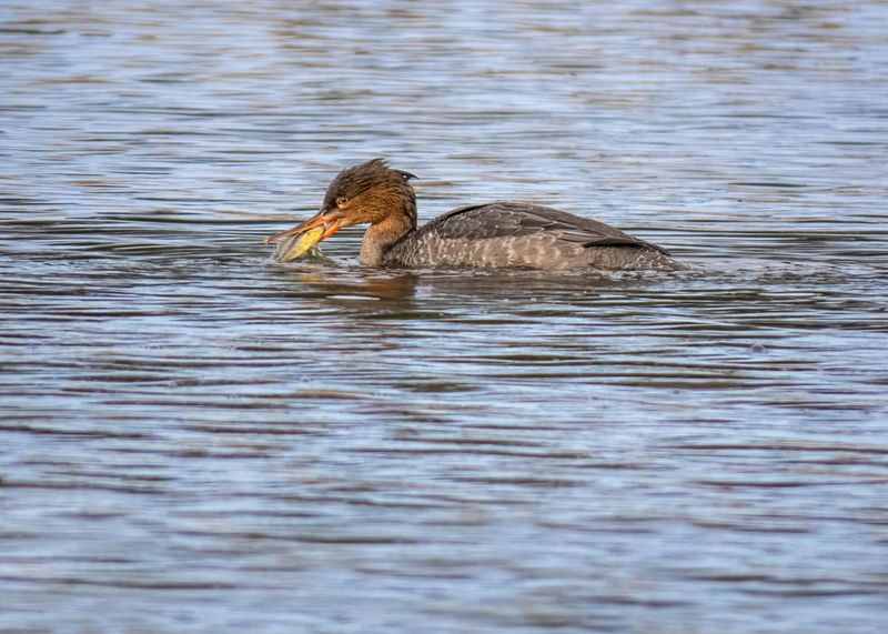 Red-breasted Merganser