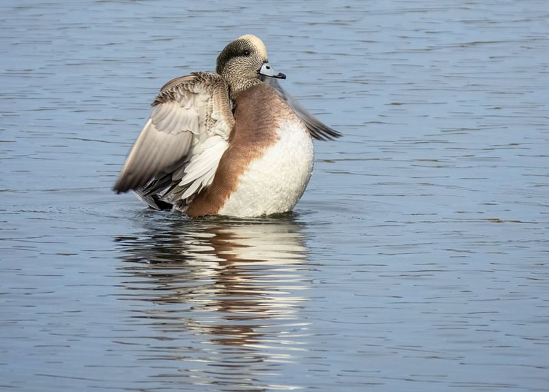 American Wigeon - 2 photos