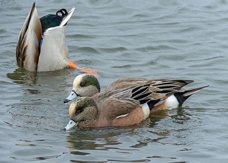 American Wigeons