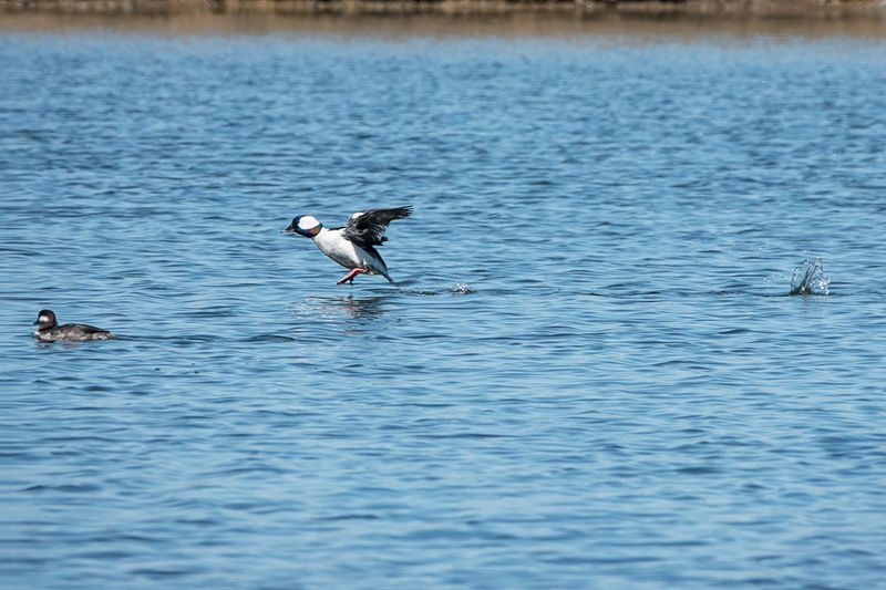Bufflehead