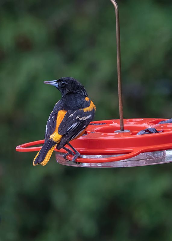 Baltimore Oriole