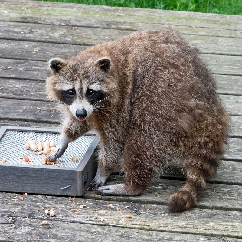 Raccoon
