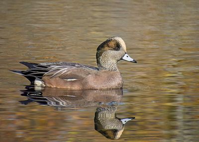 American Wigeon