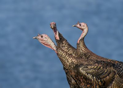 Wild Turkey