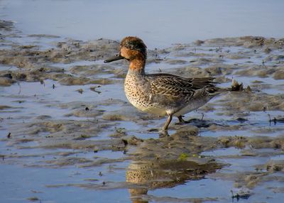 Green-winged Teal