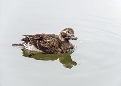 Long-tailed Duck