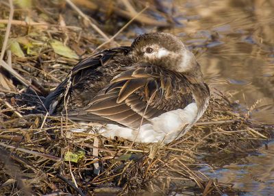 Long-tailed Duck