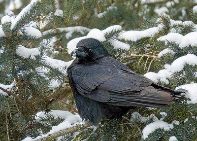 American Crow