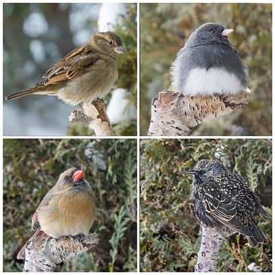 The Waiting Room - House Sparrow, Dark-eyed Junco, European Starling & Northern Cardinal
