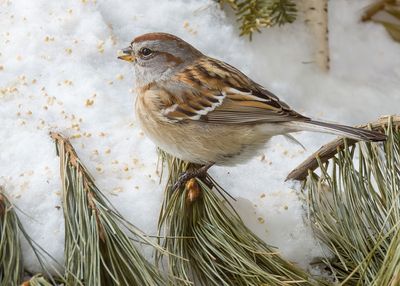 American Tree Sparrow