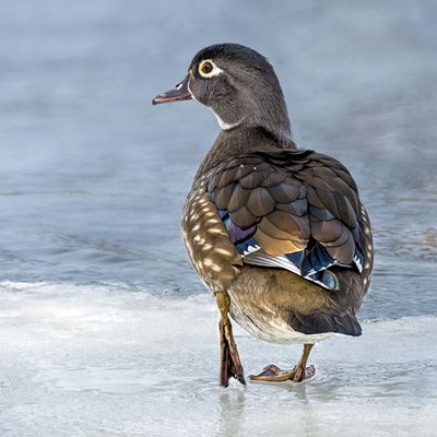 Wood Duck