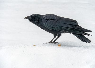 American Crow