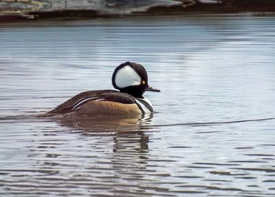 Hooded Merganser