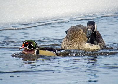 Wood Duck & Canada Goose