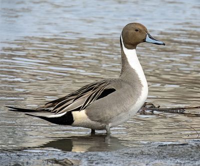 Northern Pintail