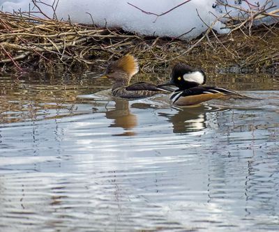 Hooded Mergansers