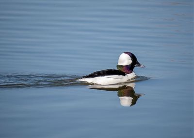 Bufflehead