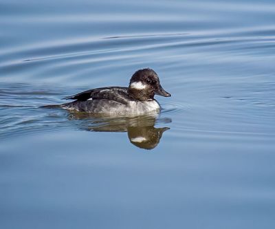 Bufflehead - female