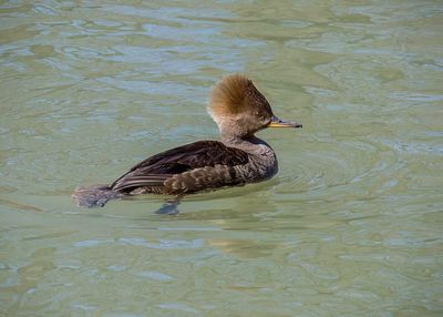 Hooded Merganser