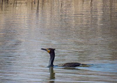 Double-crested Cormorant