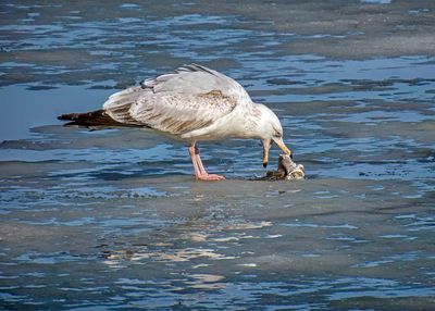 Ring-billed Gull