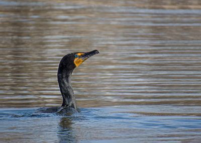 Double-crested Cormorant