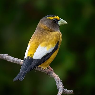 Evening Grosbeak