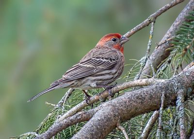 House Finch