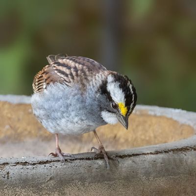 White-throated Sparrow