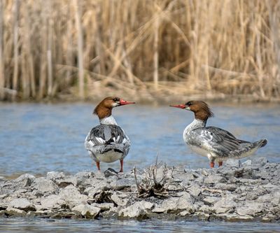 Common Mergansers