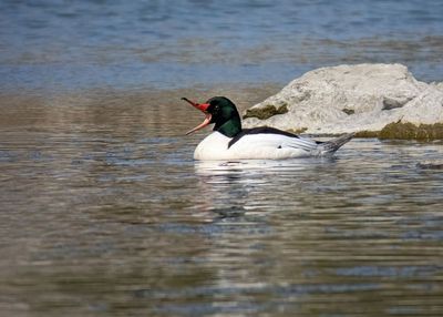 Common Merganser