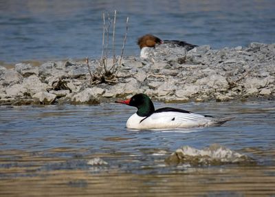 Common Mergansers