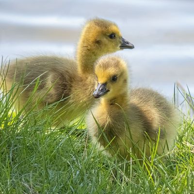 Canada Goslings