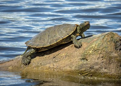 Map Turtle