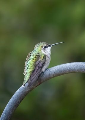 Ruby-throated Hummingbird