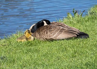 Canada Goose and Goslings