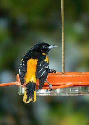 Baltimore Oriole