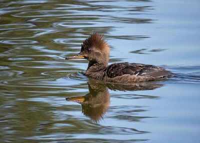 Hooded Merganser